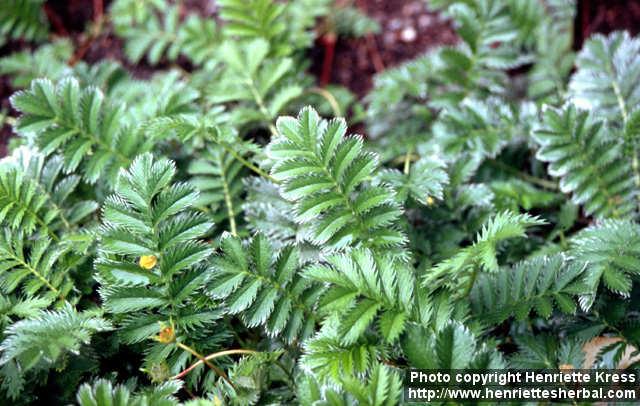 Photo: Potentilla anserina 6.