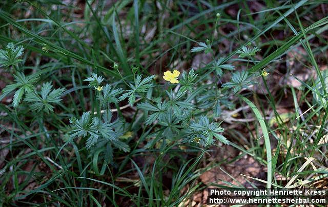 Photo: Potentilla argentea 1.