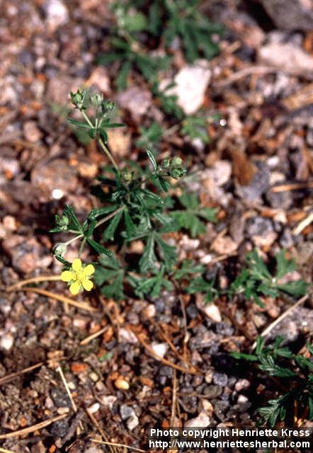 Photo: Potentilla argentea 2.