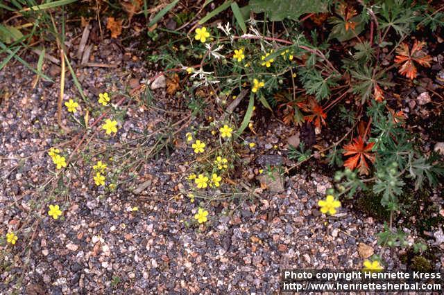 Photo: Potentilla argentea 4.