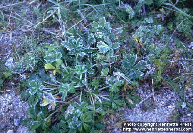 Photo: Potentilla intermedia 1.