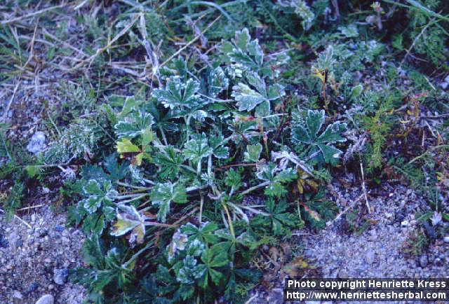 Photo: Potentilla intermedia.