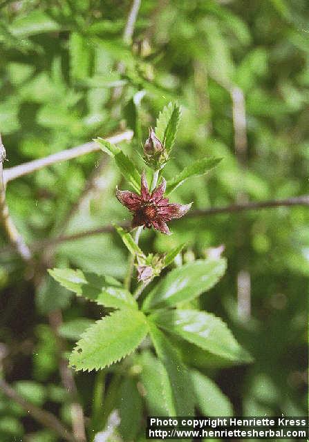 Photo: Potentilla palustris 1.