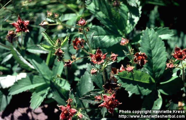 Photo: Potentilla palustris 2.