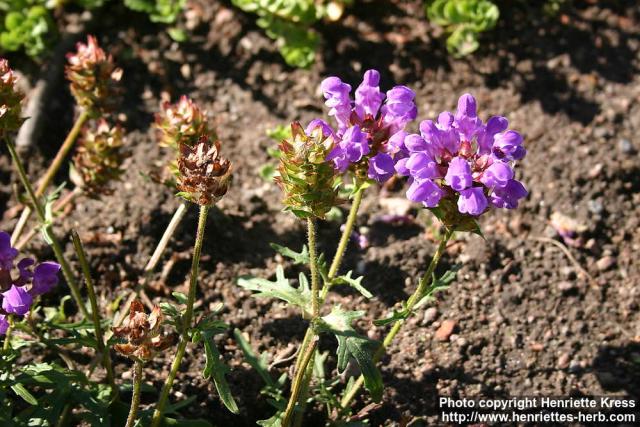 Photo: Prunella x webbiana.