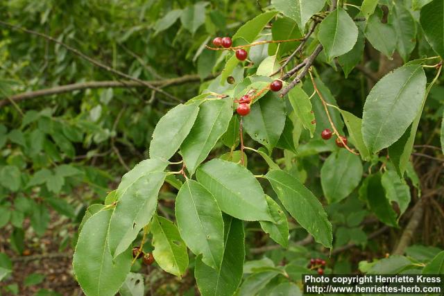 Photo: Prunus serotina 7.