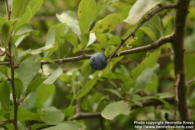 Photo: Prunus spinosa.