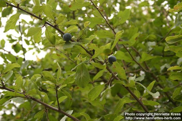 Photo: Prunus spinosa 1.