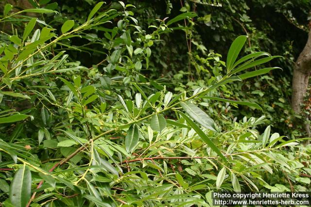 Photo: Prunus laurocerasus.