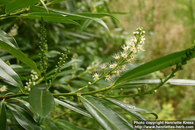 Photo: Prunus laurocerasus 2.