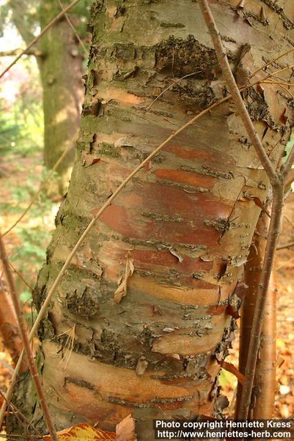 Photo: Prunus maackii.