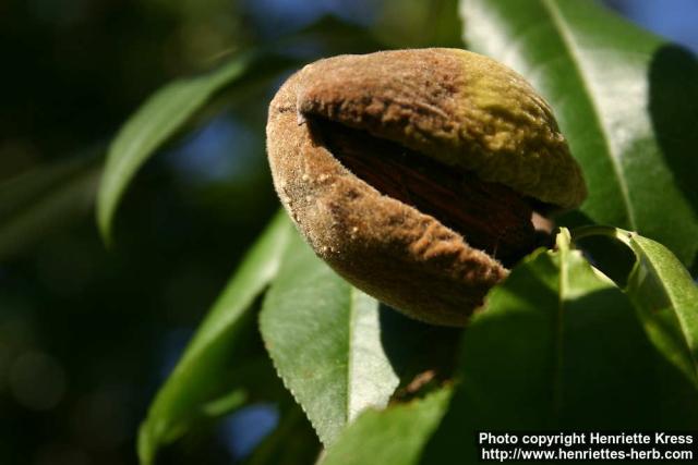 Photo: Prunus dulcis 2.