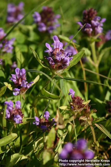 Photo: Prunella vulgaris 6.