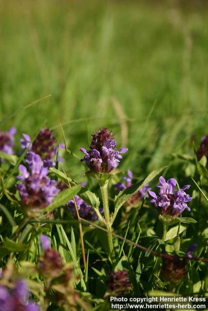 Photo: Prunella vulgaris 7.