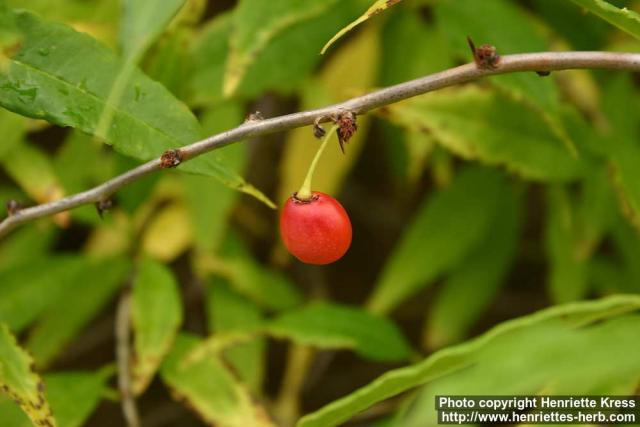 Photo: Prinsepia sinensis 1.