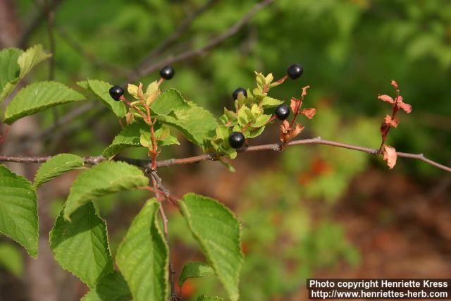 Photo: Prunus maximowiczii.