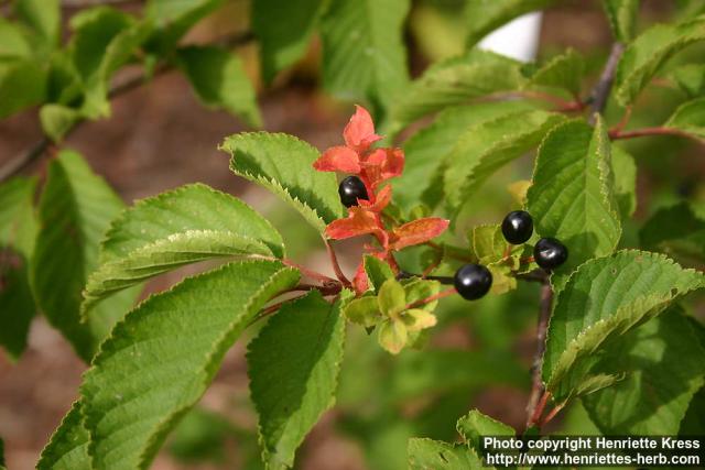 Photo: Prunus maximowiczii 1.