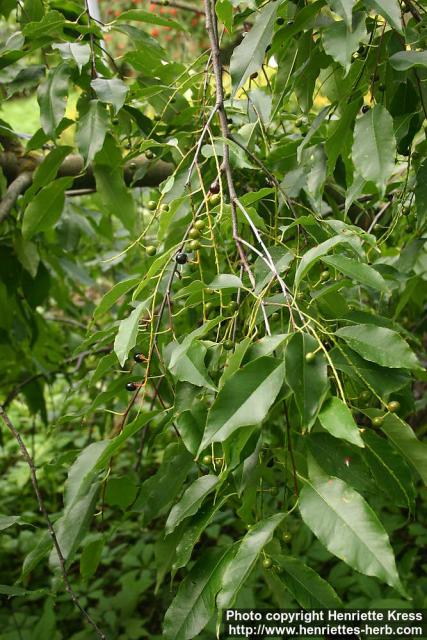 Photo: Prunus serotina 10.