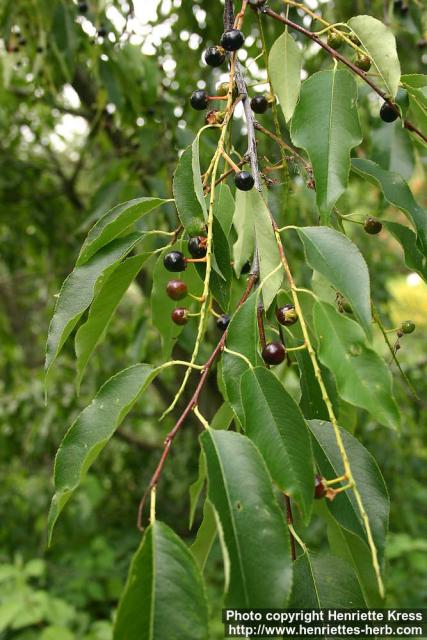 Photo: Prunus serotina 12.