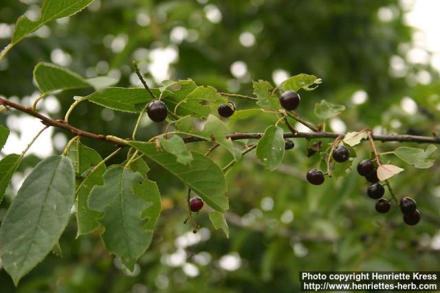 Photo: Prunus virginiana 6.