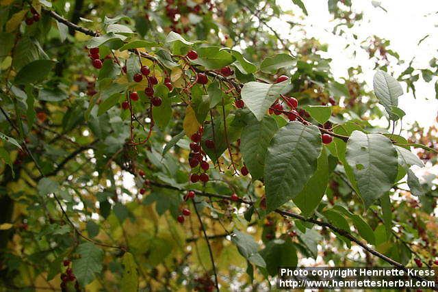 Photo: Prunus virginiana 10.