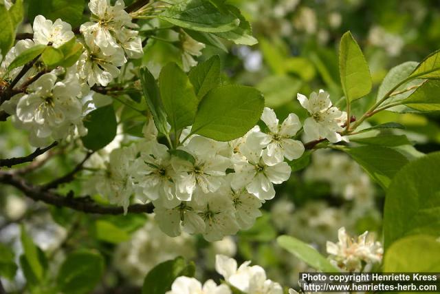 Photo: Prunus domestica 1.