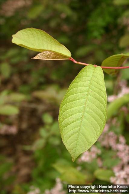 Photo: Prunus padus 13.