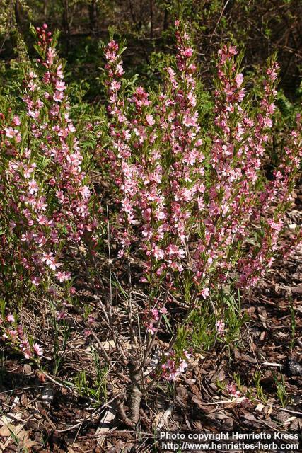 Photo: Prunus tenella 5.