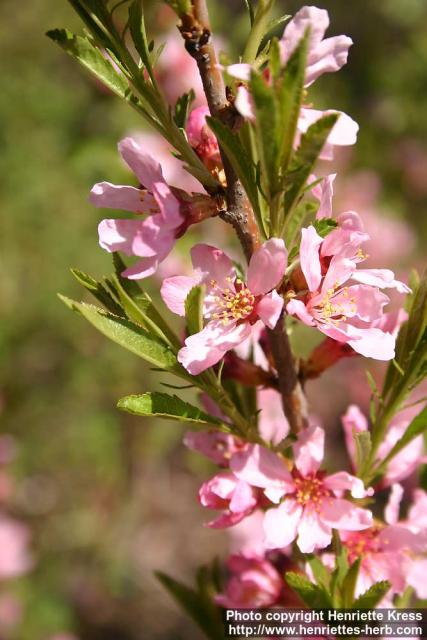 Photo: Prunus tenella 6.