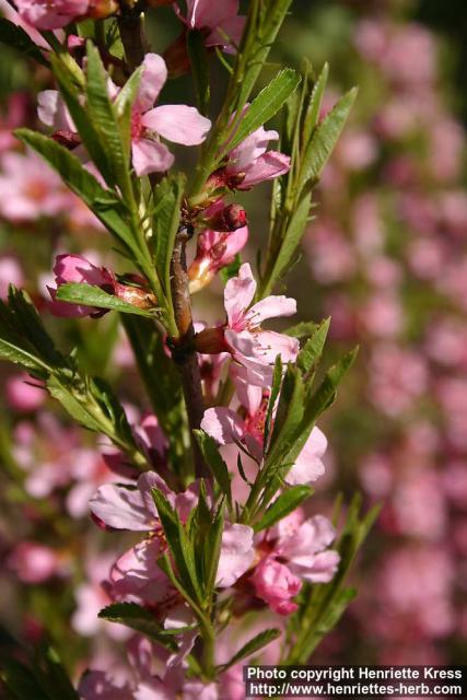 Photo: Prunus tenella 7.