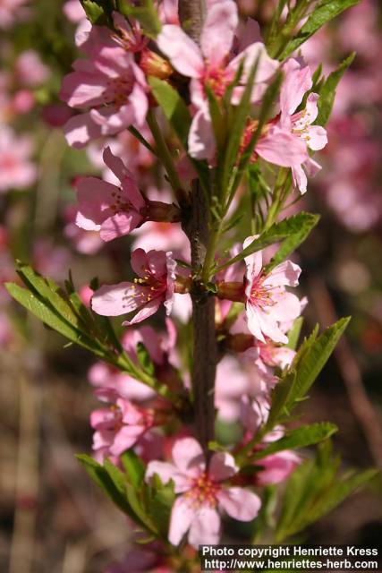 Photo: Prunus tenella 8.