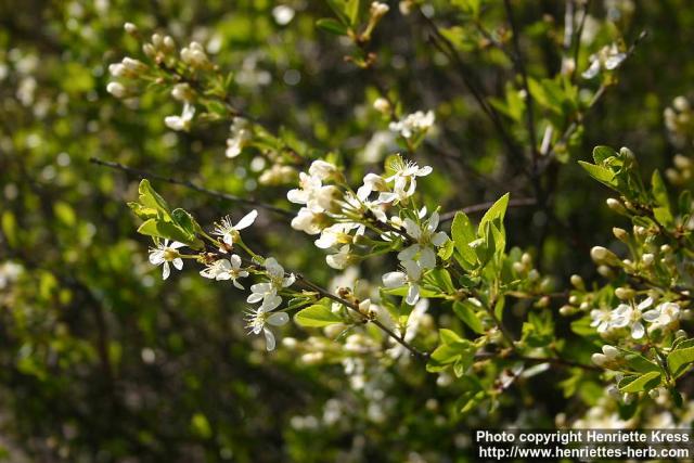 Photo: Prunus fruticosa 1.