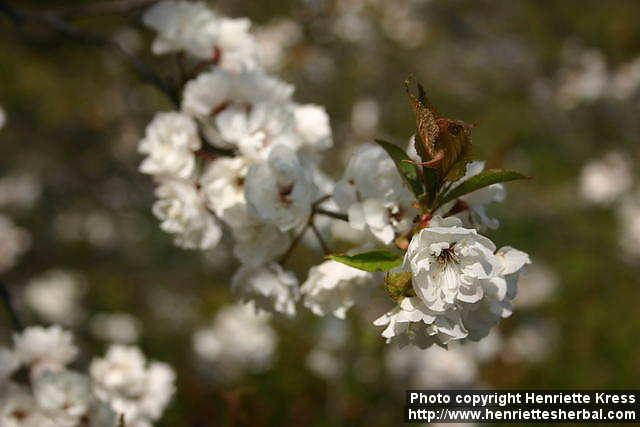 Photo: Prunus nigra 1.