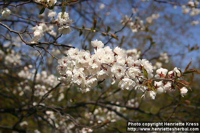 Photo: Prunus nigra 3.