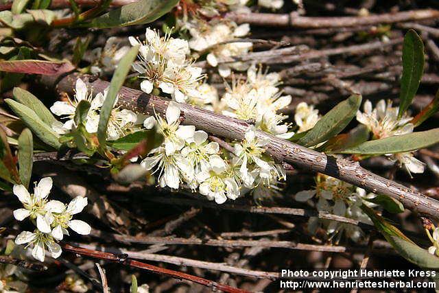 Photo: Prunus pumila 1.