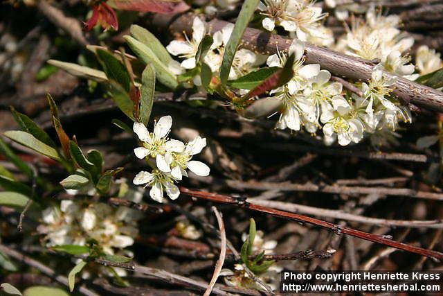 Photo: Prunus pumila 2.