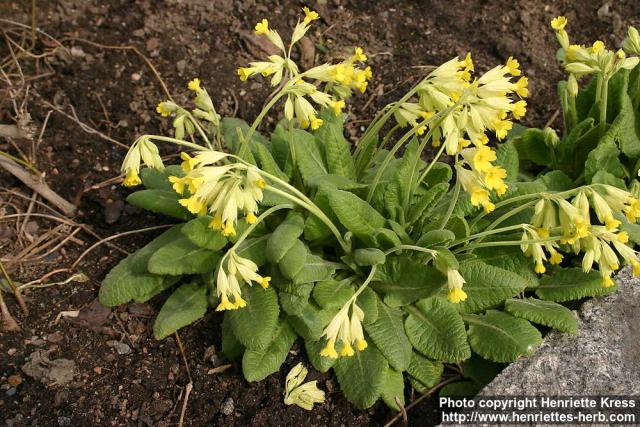 Photo: Primula veris 1.