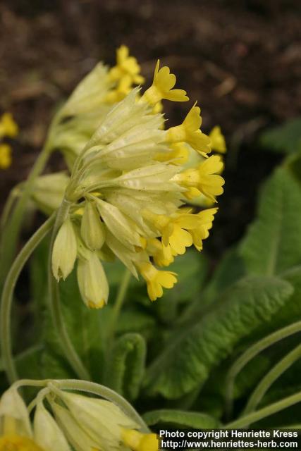 Photo: Primula veris 2.