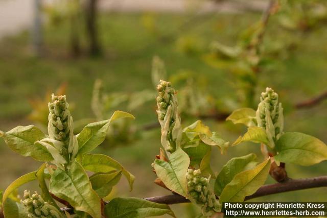 Photo: Prunus padus 14.