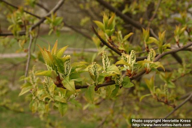 Photo: Prunus padus 15.