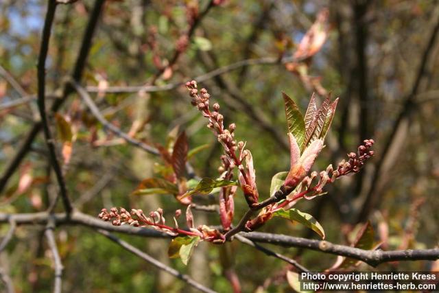 Photo: Prunus padus 16.