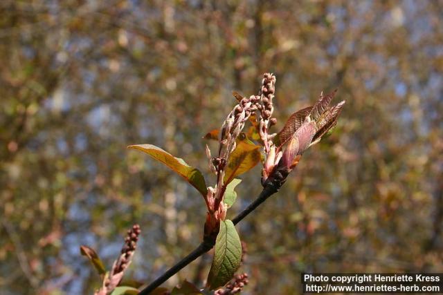 Photo: Prunus padus 17.