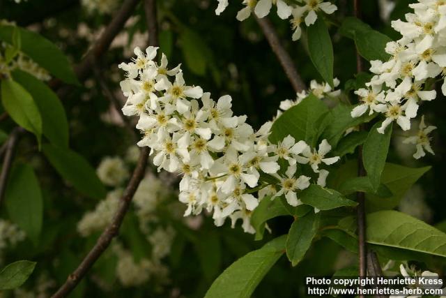 Photo: Prunus padus 21.