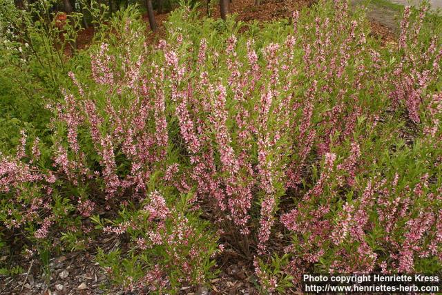 Photo: Prunus tenella 10.