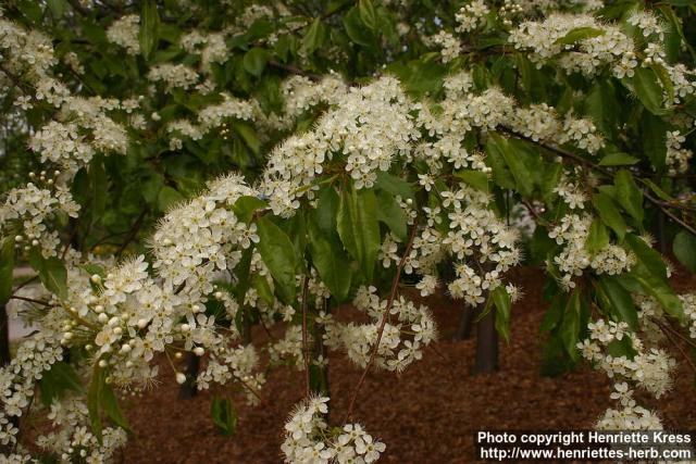 Photo: Prunus pensylvanica 1.