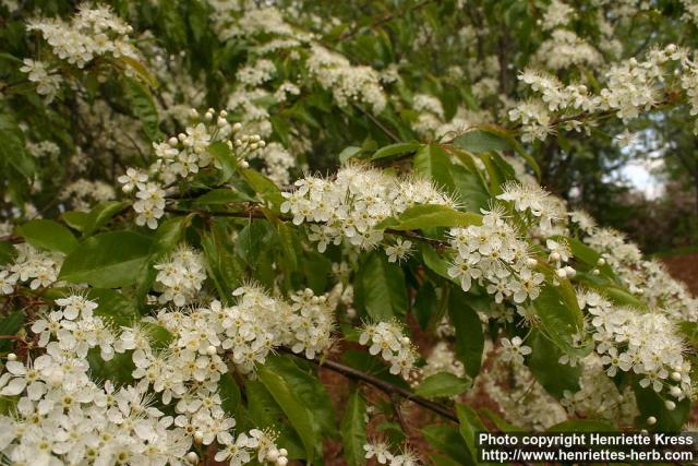 Photo: Prunus pensylvanica 2.