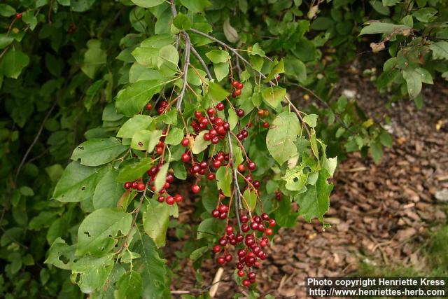 Photo: Prunus pensylvanica 5.