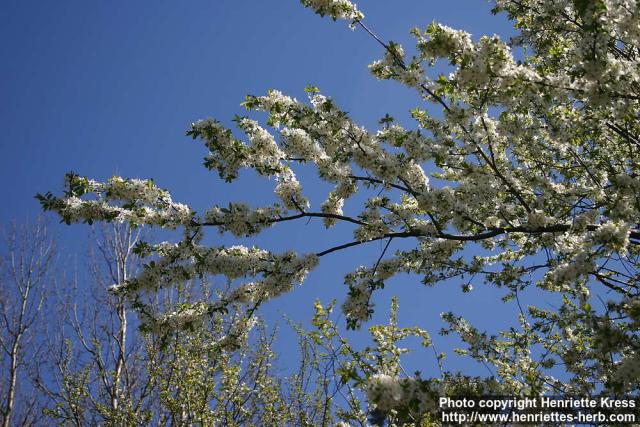 Photo: Prunus domestica 09.