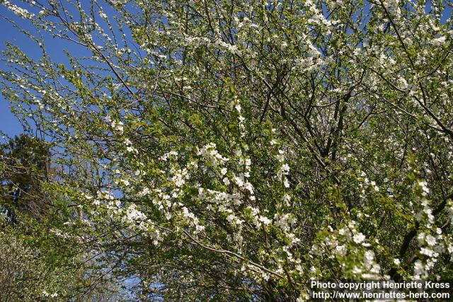 Photo: Prunus domestica 11.