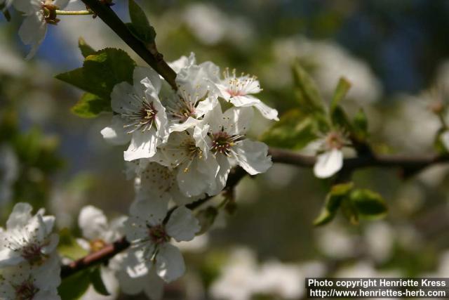 Photo: Prunus domestica 12.